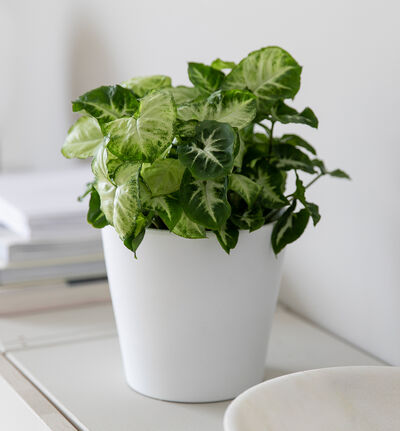 Syngonium Pixie Syngonium Pixie